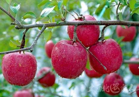 苹果需肥的特点及平衡施肥技术
