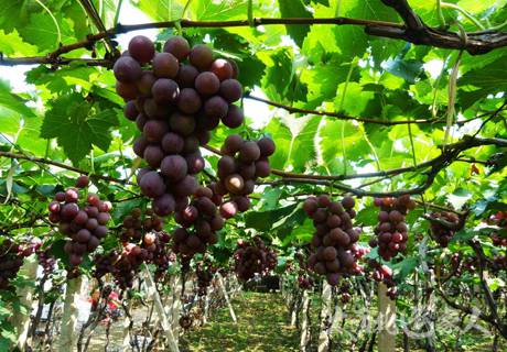 葡萄设施栽培技术方法？