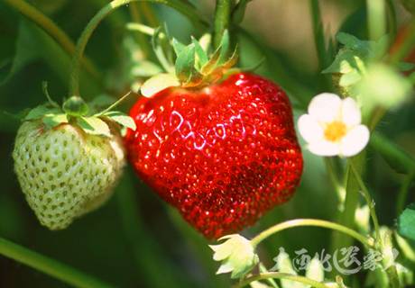 草莓采果期谨防蛇眼病？