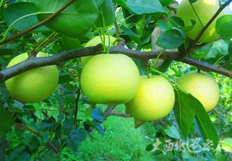 梨树的矮化密植的栽培要点方法推荐