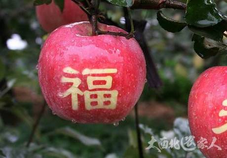 秋季苹果二次开花预防方法推荐