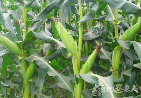 玉米科学种植技术方法推荐