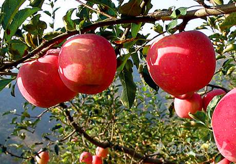 苹果栽培苗木的准备工作方法推荐