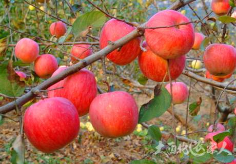 春季苹果树开花前管理方法推荐