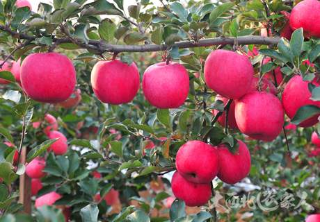红富士苹果对种植环境要求