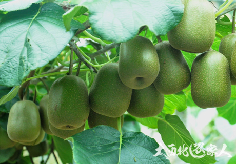 猕猴桃优质丰产栽培方法推荐