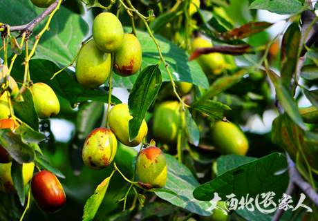 冬枣树休眠期的栽植管理