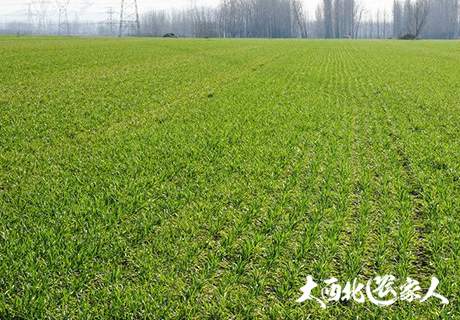冬季小麦田间管理及小麦春季防治杂草注意问题