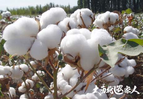棉花的生物防治虫病害举措