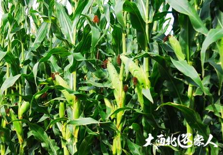 农村玉米地3大病害特性和预防方法