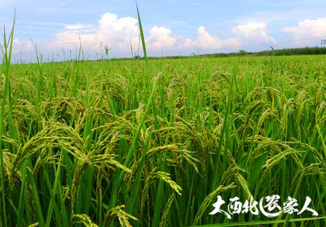 注意水稻纹枯病4项措施助丰产