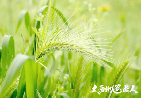 小麦黄花叶病虫害配套种植及预防方法