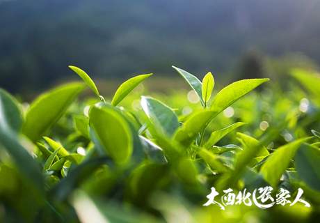 陕西安康紫阳富硒茶叶翠绿汤色清澈醇香宜人农家新鲜茶叶