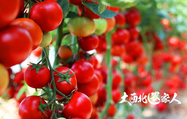 刘家峡西红柿