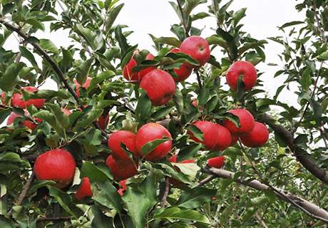 新疆伊犁苹果松脆汁多味酸甜农家果园地理农产品新鲜水果