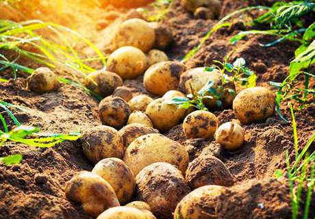 甘肃马铃薯土豆总产量位居全国第二