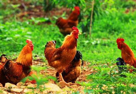 农村养鸡时鸡组织滴虫病的治疗