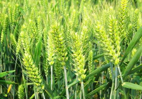 种植小麦抽穗扬花灌浆期，防治病虫害很关键！