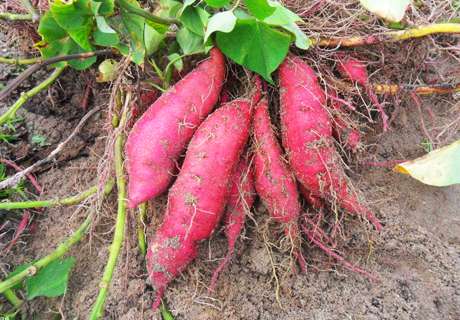 农村种植甘薯红薯，选择优良种苗要注意这几点