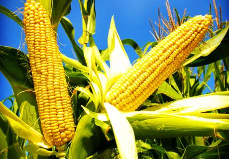 农村种植春玉米防治蓟马虫害，其影响产量不能忽视