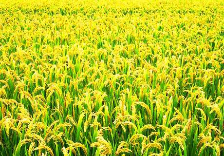 粮农种植水稻苗期，常见立枯病青枯病烧苗原因及防治