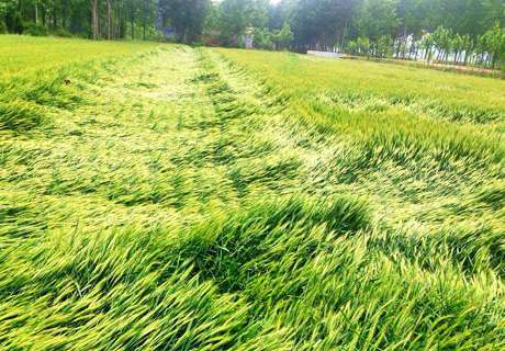 农户种植小麦蚜虫化学防治注意方法
