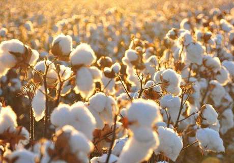 2018年棉农种植棉花，一亩地到底可以补贴多少？