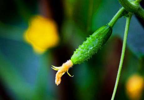 菜农种植乳瓜小黄瓜常见病虫害，农业和物理防治方法