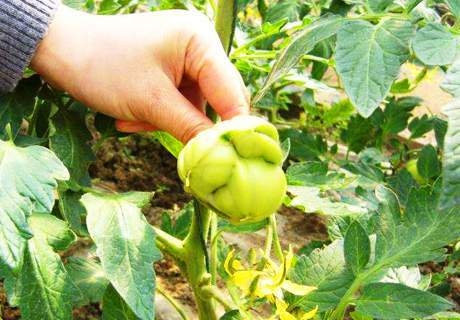 菜农种植番茄西红柿，果实籽粒外露原因与高效防治方法