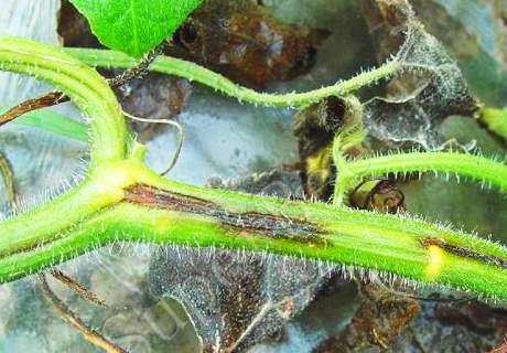 菜农种植西葫芦近期清园，如何巧治蔓枯病和软腐病？