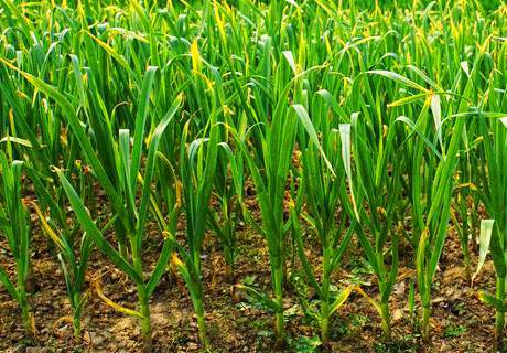 菜农种植青蒜苗，田地膜覆盖栽培方法