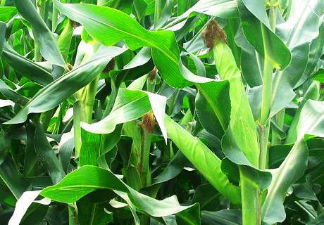农村种植夏玉米“种肥同播”，快捷既省工还不烧苗呢！