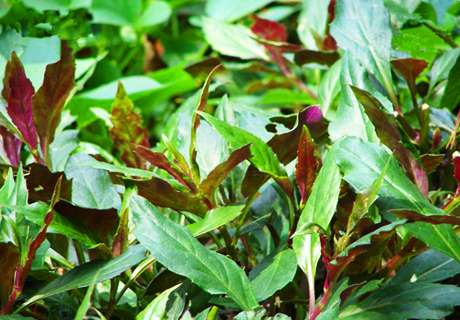 菜农种植紫背菜的栽培方法，也可作盆栽观赏
