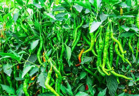 菜农种植辣椒，这样施肥想不高产都难
