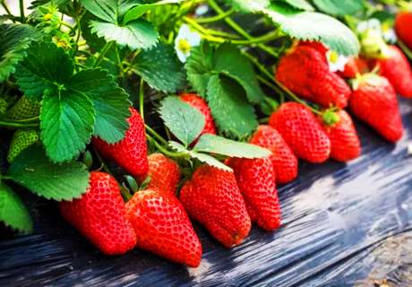 种植草莓，秋季如何施底肥效果会更好？