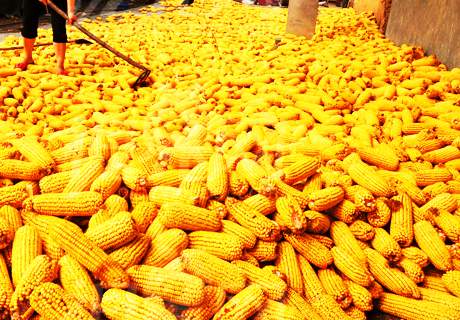 农村种植玉米，提高产量这注意以下方法