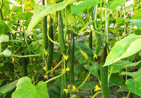 农村种植大棚蔬菜，发生病虫害防治方法