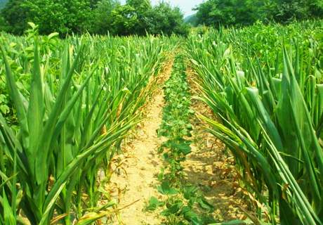 粮农种植玉米，叶片各种卷叶原因及预防
