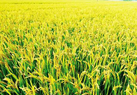 种植水稻时灌浆期，发生稻螟虫危害如何处理？