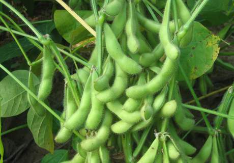 夏季大豆播种，科学选种、种子处理、抢墒播种、侧深施肥