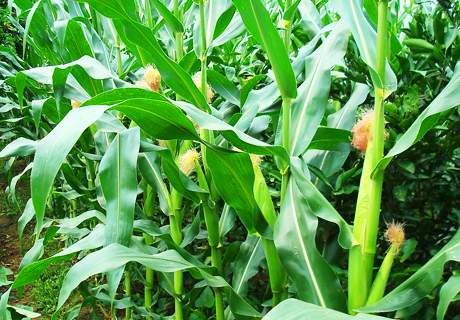 种植夏玉米要耐密抗倒、耐旱节水、抗病抗虫才能高产稳产