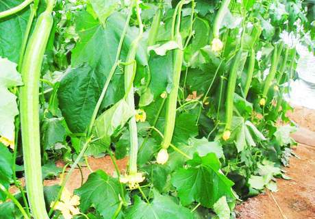菜农种植丝瓜，盛瓜期的管理方法