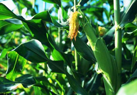 粮农种植玉米，进入抽雄期田间管理方法