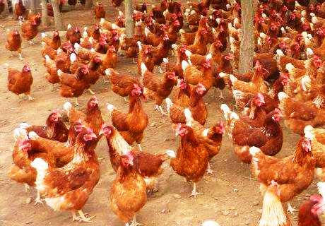 农村养殖场养鸡，鸡病快速识别防治口诀