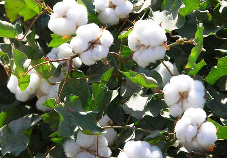 种植棉花时发生伏蚜且严重，加强防治莫放松