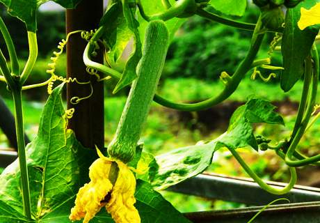菜农种植大棚丝瓜，发生烂花情况防治方法