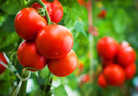 菜农种植越夏西红柿，高产要注意这些方法！