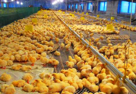 农村养殖场，夏季育雏鸡时精心管理方法