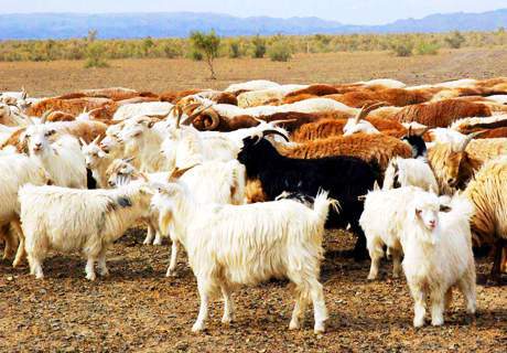 农村肉羊现代规模化养殖，发生主要问题及应对方法