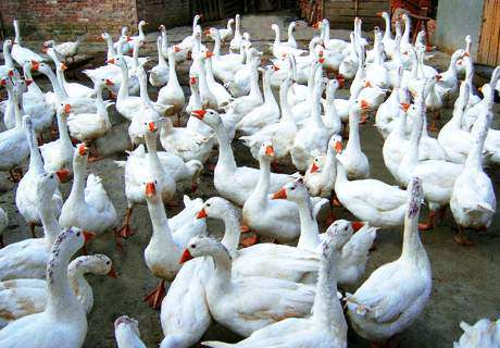 农村养殖场养鹅，科学补料提高母鹅产蛋率